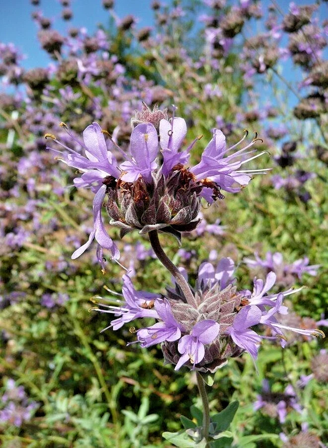 Cleveland Sage Live Plant Cuttings - 7 Pack, 6" Tall, Blue Purple Flowers, Outdoor - Image 2