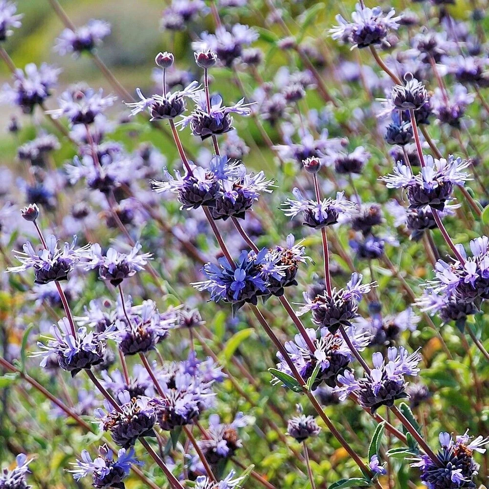 Cleveland Sage Live Plant Cuttings - 7 Pack, 6" Tall, Blue Purple Flowers, Outdoor - Image 3