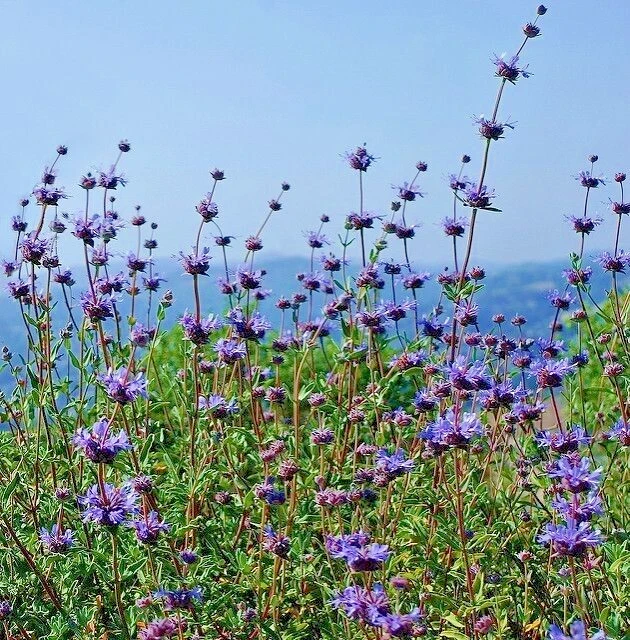 Cleveland Sage Live Plant Cuttings - 7 Pack, 6" Tall, Blue Purple Flowers, Outdoor - Image 4
