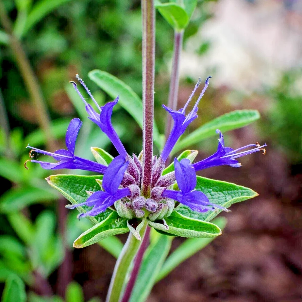 Cleveland Sage Live Plant Cuttings - 7 Pack, 6" Tall, Blue Purple Flowers, Outdoor - Image 5