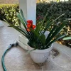 Clivia Hybrid Orange Live Plant - 1 to 2 feet Tall - Potted Houseplant - Image 1