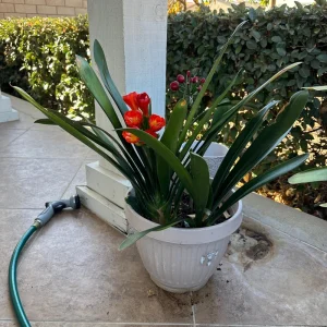 Clivia Hybrid Orange Live Plant - 1 to 2 feet Tall - Potted Houseplant - Image 1