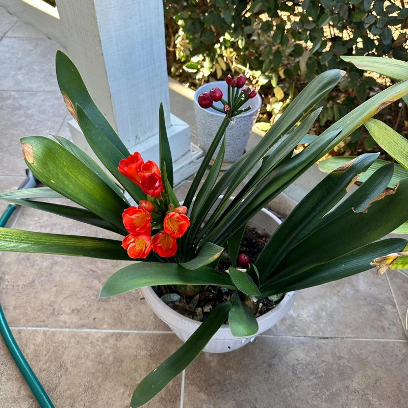 Clivia Hybrid Orange Live Plant - 1 to 2 feet Tall - Potted Houseplant - Image 2