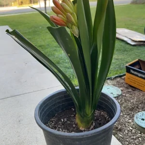 Clivia Hybrid Orange Live Plant - 1 to 2 feet Tall - Potted Houseplant - Image 3