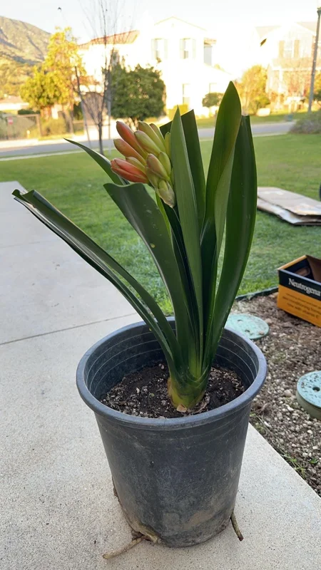 Clivia Hybrid Orange Live Plant - 1 to 2 feet Tall - Potted Houseplant - Image 3