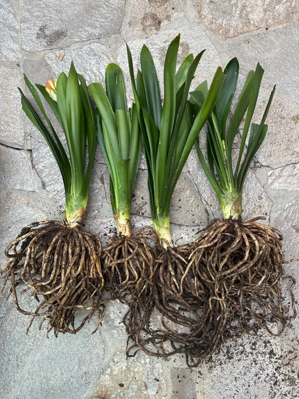 Clivia Hybrid Orange Live Plant - 1 to 2 feet Tall - Potted Houseplant - Image 4