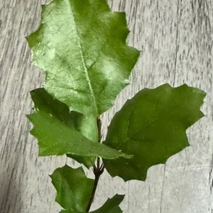 Coast Live Oak Live Plant, Quercus Agrifolia, 2 Trees, 4-6 inch, Outdoor - Image 2