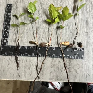 Coast Live Oak Live Plant, Quercus Agrifolia, 2 Trees, 4-6 inch, Outdoor - Image 3