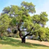 Coast Live Oak Live Plant, Quercus Agrifolia, 2 Trees, 4-6 inch, Outdoor - Image 1