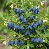 Cold Hardy Haskap Berry Live Plant – Blue Honeysuckle Bush, 6-12" Tall Dormant - Image 1