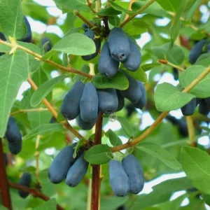 Cold Hardy Haskap Berry Live Plant – Blue Honeysuckle Bush, 6-12
