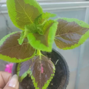 Coleus Flower Seeds - Vibrant Foliage & Easy to Grow - OVM Seeds - Image 2