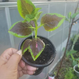 Coleus Flower Seeds - Vibrant Foliage & Easy to Grow - OVM Seeds - Image 3