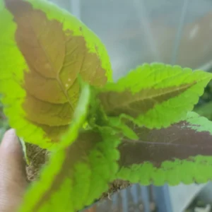 Coleus Flower Seeds - Vibrant Foliage & Easy to Grow - OVM Seeds - Image 4