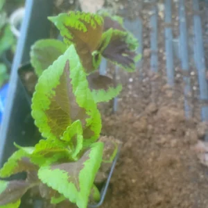 Coleus Flower Seeds - Vibrant Foliage & Easy to Grow - OVM Seeds - Image 5