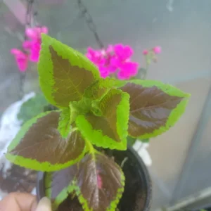 Coleus Flower Seeds - Vibrant Foliage & Easy to Grow - OVM Seeds - Image 1
