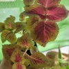 Coleus Live Plant Cuttings - 10 Pack, Purple & Pink Foliage, Ready to Root, Partial Shade, Indoor/Outdoor - Image 1