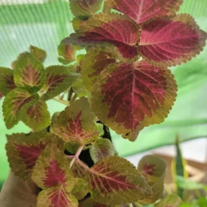 Coleus Live Plant Cuttings - 10 Pack, Purple & Pink Foliage, Ready to Root, Partial Shade, Indoor/Outdoor - Image 1
