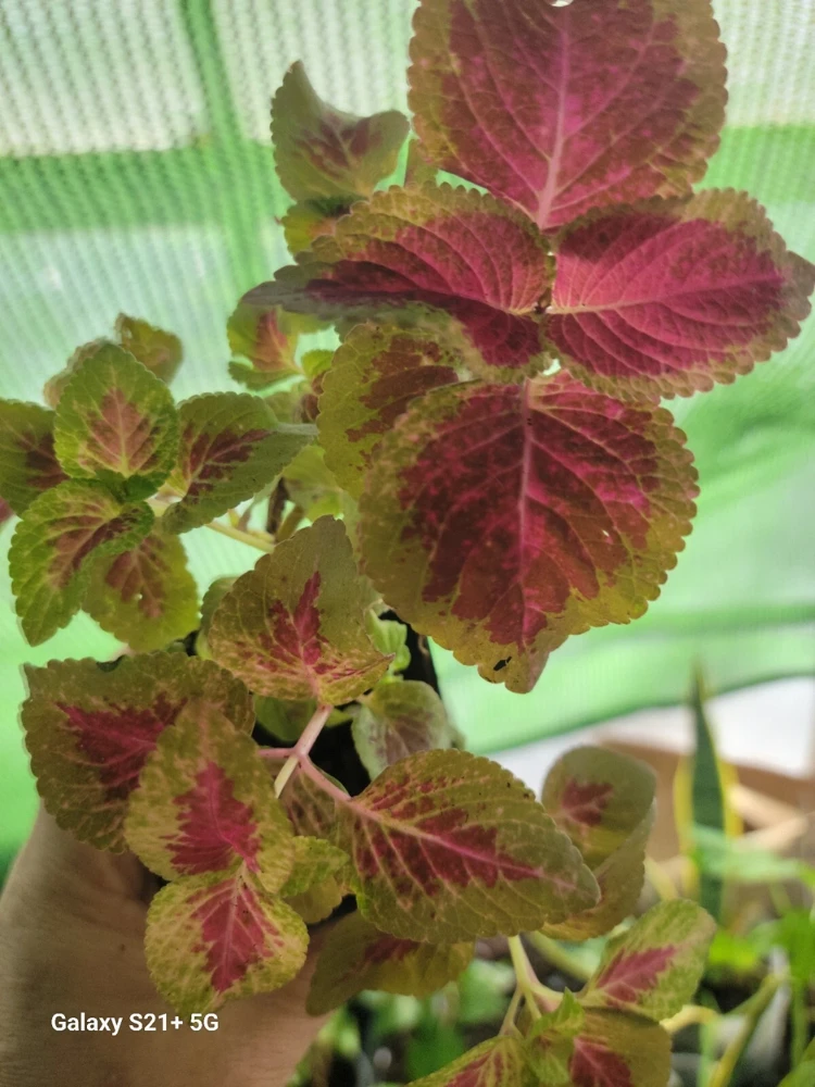 Coleus Live Plant Cuttings - 10 Pack, Purple & Pink Foliage, Ready to Root, Partial Shade, Indoor/Outdoor - Image 1