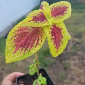 Coleus Live Plant Plug – 1 Count Multicolor Annual Foliage - Image 2