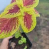 Coleus Live Plant Plug – 1 Count Multicolor Annual Foliage - Image 1