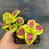 Coleus Live Plant - Rooted Tropical Foliage, Green & Purple, 1 Plant - Image 1