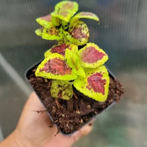 Coleus Live Plant - Rooted Tropical Foliage, Green & Purple, 1 Plant - Image 2