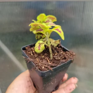 Coleus Live Plant - Rooted Tropical Foliage, Green & Purple, 1 Plant - Image 3