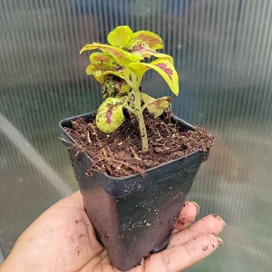 Coleus Live Plant - Rooted Tropical Foliage, Green & Purple, 1 Plant - Image 4