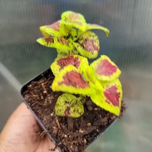 Coleus Live Plant - Rooted Tropical Foliage, Green & Purple, 1 Plant - Image 5