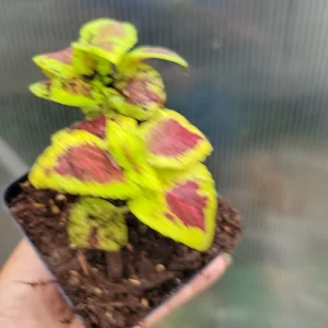 Coleus Live Plant - Rooted Tropical Foliage, Green & Purple, 1 Plant - Image 6