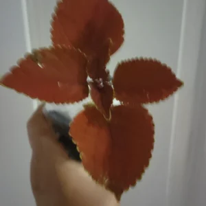 Coleus Main Street Wall Street Live Plant - Vibrant Foliage, 4 inch Potted Plant - Image 1