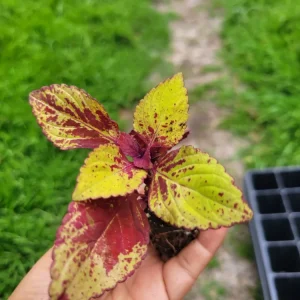 Coleus Stained Glassworks Pineapple Express Live Plant Plug - Image 2