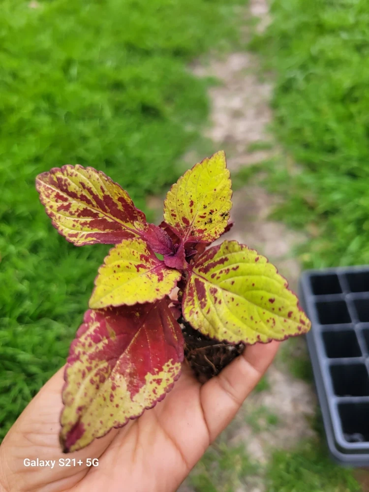 Coleus Stained Glassworks Pineapple Express Live Plant Plug - Image 2