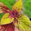 Coleus Stained Glassworks Pineapple Express Live Plant Plug - Image 1
