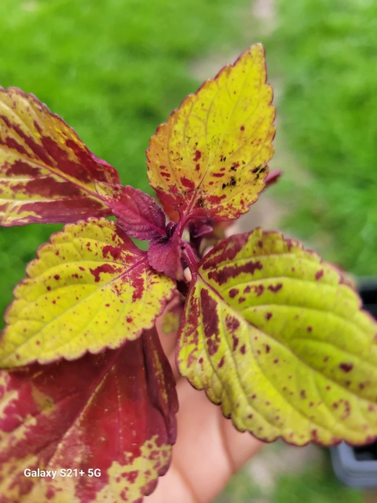 Coleus Stained Glassworks Pineapple Express Live Plant Plug - Image 1