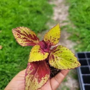 Coleus Stained Glassworks Pineapple Express Live Plant Plug - Image 4