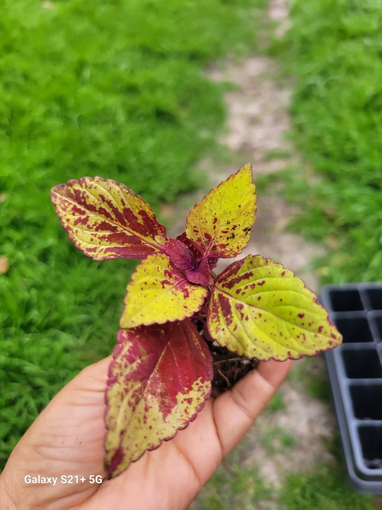 Coleus Stained Glassworks Pineapple Express Live Plant Plug - Image 4
