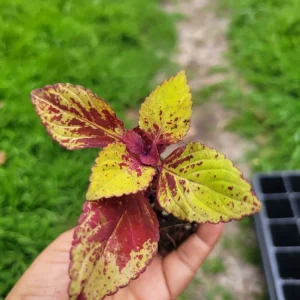Coleus Stained Glassworks Pineapple Express Live Plant Plug - Image 5