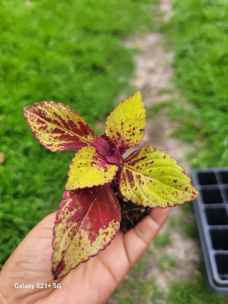 Coleus Stained Glassworks Pineapple Express Live Plant Plug - Image 5