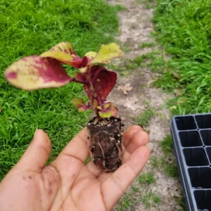 Coleus Stained Glassworks Pineapple Express Live Plant Plug - Image 6