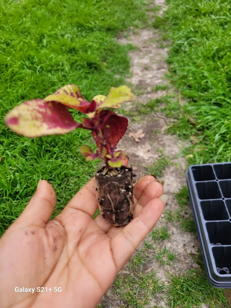 Coleus Stained Glassworks Pineapple Express Live Plant Plug - Image 6
