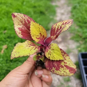 Coleus Stained Glassworks Pineapple Express Live Plant Plug - Image 7