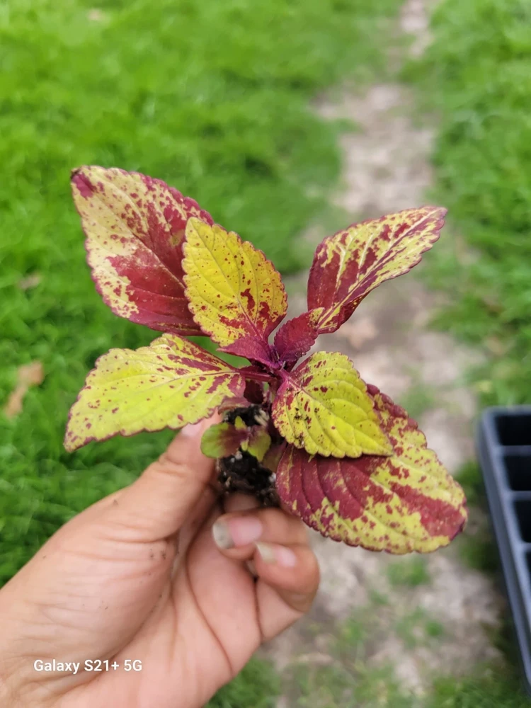 Coleus Stained Glassworks Pineapple Express Live Plant Plug - Image 7