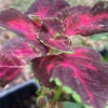 Coleus Talavera Live Plant - Potted 3 Inch - Indoor & Outdoor Vibrant Foliage - Image 1