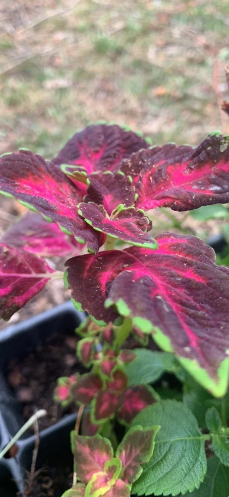 Coleus Talavera Live Plant - Potted 3 Inch - Indoor & Outdoor Vibrant Foliage - Image 1