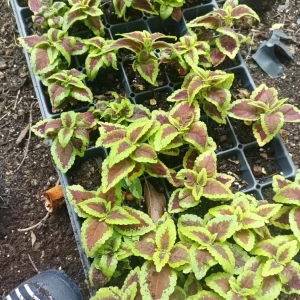 Coleus Talavera Sienna Live Plant Plug - 3 inch, Annual, Shade Tolerant - Image 2
