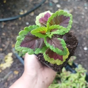 Coleus Talavera Sienna Live Plant Plug - 3 inch, Annual, Shade Tolerant - Image 3
