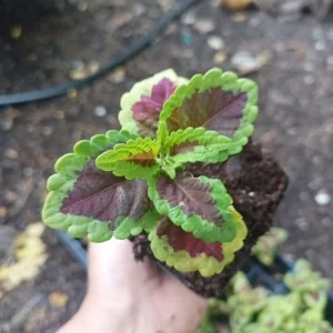 Coleus Talavera Sienna Live Plant Plug - 3 inch, Annual, Shade Tolerant - Image 4