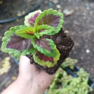 Coleus Talavera Sienna Live Plant Plug - 3 inch, Annual, Shade Tolerant - Image 5